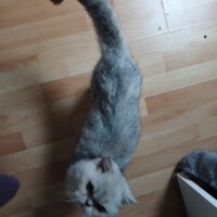 visites de chats à domicile sur Soisy-sous-Montmorency, Eaubonne, Enghien-les-Bains 273 2718466440