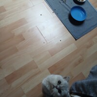 visites de chats à domicile sur Soisy-sous-Montmorency, Eaubonne, Enghien-les-Bains 271 3239098304