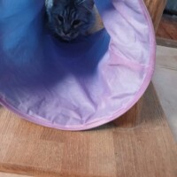 visites de chats à domicile sur Soisy-sous-Montmorency, Eaubonne, Enghien-les-Bains 17