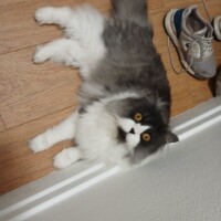 visites de chats à domicile sur Soisy-sous-Montmorency, Eaubonne, Enghien-les-Bains 269 1000040573