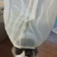 visites de chats à domicile sur Soisy-sous-Montmorency, Eaubonne, Enghien-les-Bains 268 1762639478