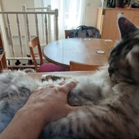visites de chats à domicile sur Soisy-sous-Montmorency, Eaubonne, Enghien-les-Bains 267 2883676175