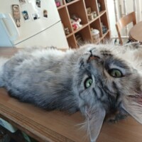 visites de chats à domicile sur Soisy-sous-Montmorency, Eaubonne, Enghien-les-Bains 266 3696327913