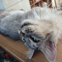 visites de chats à domicile sur Soisy-sous-Montmorency, Eaubonne, Enghien-les-Bains 265 2068977189