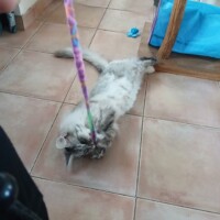 visites de chats à domicile sur Soisy-sous-Montmorency, Eaubonne, Enghien-les-Bains 264 3316575220