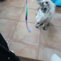 visites de chats à domicile sur Soisy-sous-Montmorency, Eaubonne, Enghien-les-Bains 263 3281210668