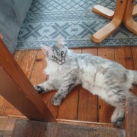 visites de chats à domicile sur Soisy-sous-Montmorency, Eaubonne, Enghien-les-Bains 262 151826092