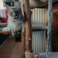 visites de chats à domicile sur Soisy-sous-Montmorency, Eaubonne, Enghien-les-Bains 261 3595434674