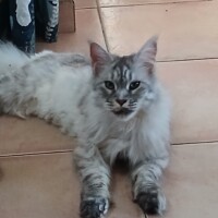 visites de chats à domicile sur Soisy-sous-Montmorency, Eaubonne, Enghien-les-Bains 260 628430179