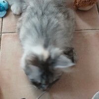 visites de chats à domicile sur Soisy-sous-Montmorency, Eaubonne, Enghien-les-Bains 259 2895236488