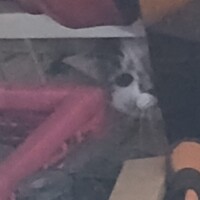 visites de chats à domicile sur Soisy-sous-Montmorency, Eaubonne, Enghien-les-Bains 257 1193331962