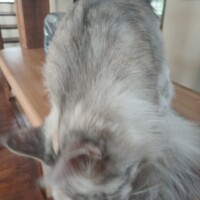 visites de chats à domicile sur Soisy-sous-Montmorency, Eaubonne, Enghien-les-Bains 256 188761515