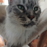 visites de chats à domicile sur Soisy-sous-Montmorency, Eaubonne, Enghien-les-Bains 255 3846588715
