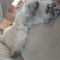 visites de chats à domicile sur Soisy-sous-Montmorency, Eaubonne, Enghien-les-Bains 253 4034785960