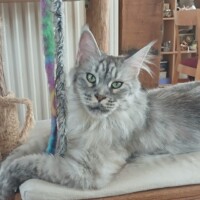 visites de chats à domicile sur Soisy-sous-Montmorency, Eaubonne, Enghien-les-Bains 250 3669269036