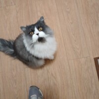 visites de chats à domicile sur Soisy-sous-Montmorency, Eaubonne, Enghien-les-Bains 249 2157359105