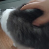 visites de chats à domicile sur Soisy-sous-Montmorency, Eaubonne, Enghien-les-Bains 248 3710532393
