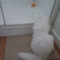 visites de chats à domicile sur Soisy-sous-Montmorency, Eaubonne, Enghien-les-Bains 247 726346246