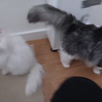 visites de chats à domicile sur Soisy-sous-Montmorency, Eaubonne, Enghien-les-Bains 246 1185186216