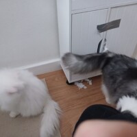 visites de chats à domicile sur Soisy-sous-Montmorency, Eaubonne, Enghien-les-Bains 245 3026674511