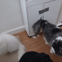 visites de chats à domicile sur Soisy-sous-Montmorency, Eaubonne, Enghien-les-Bains 244 2866915189