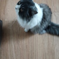 visites de chats à domicile sur Soisy-sous-Montmorency, Eaubonne, Enghien-les-Bains 243 26302798