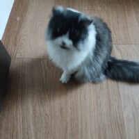 visites de chats à domicile sur Soisy-sous-Montmorency, Eaubonne, Enghien-les-Bains 242 3784782279