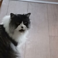 visites de chats à domicile sur Soisy-sous-Montmorency, Eaubonne, Enghien-les-Bains 241 1563179809
