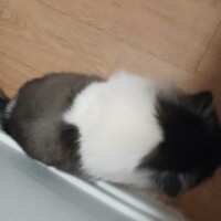 visites de chats à domicile sur Soisy-sous-Montmorency, Eaubonne, Enghien-les-Bains 240 1732294912