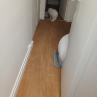 visites de chats à domicile sur Soisy-sous-Montmorency, Eaubonne, Enghien-les-Bains 239 2883102060