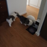visites de chats à domicile sur Soisy-sous-Montmorency, Eaubonne, Enghien-les-Bains 238 3871301553