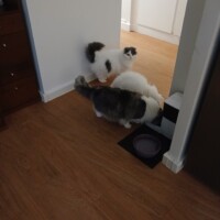 visites de chats à domicile sur Soisy-sous-Montmorency, Eaubonne, Enghien-les-Bains 237 1556603174