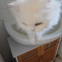 visites de chats à domicile sur Soisy-sous-Montmorency, Eaubonne, Enghien-les-Bains 236 2617316004