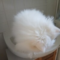 visites de chats à domicile sur Soisy-sous-Montmorency, Eaubonne, Enghien-les-Bains 235 932606942