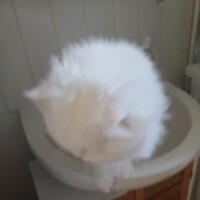 visites de chats à domicile sur Soisy-sous-Montmorency, Eaubonne, Enghien-les-Bains 234 1223813874