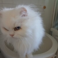 visites de chats à domicile sur Soisy-sous-Montmorency, Eaubonne, Enghien-les-Bains 233 2178311157