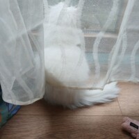 visites de chats à domicile sur Soisy-sous-Montmorency, Eaubonne, Enghien-les-Bains 232 3828452940