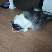 visites de chats à domicile sur Soisy-sous-Montmorency, Eaubonne, Enghien-les-Bains 231 1229508406
