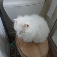 visites de chats à domicile sur Soisy-sous-Montmorency, Eaubonne, Enghien-les-Bains 229 1214664653