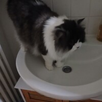 visites de chats à domicile sur Soisy-sous-Montmorency, Eaubonne, Enghien-les-Bains 228 3805300118