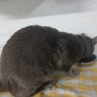 visites de chats à domicile sur Soisy-sous-Montmorency, Eaubonne, Enghien-les-Bains 227 3163774407