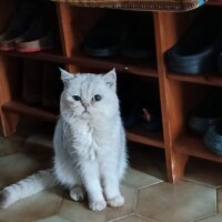 visites de chats à domicile sur Soisy-sous-Montmorency, Eaubonne, Enghien-les-Bains 224 3460038432