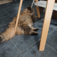 visites de chats à domicile sur Soisy-sous-Montmorency, Eaubonne, Enghien-les-Bains 223 1451766465