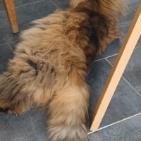 visites de chats à domicile sur Soisy-sous-Montmorency, Eaubonne, Enghien-les-Bains 222 2745170825