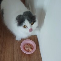 visites de chats à domicile sur Soisy-sous-Montmorency, Eaubonne, Enghien-les-Bains 221 3811468265