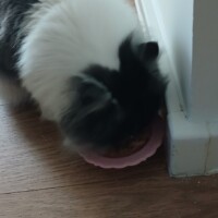 visites de chats à domicile sur Soisy-sous-Montmorency, Eaubonne, Enghien-les-Bains 220 2122771175