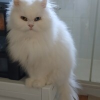 visites de chats à domicile sur Soisy-sous-Montmorency, Eaubonne, Enghien-les-Bains 218 1278025695