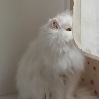 visites de chats à domicile sur Soisy-sous-Montmorency, Eaubonne, Enghien-les-Bains 217 4006249951