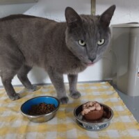 visites de chats à domicile sur Soisy-sous-Montmorency, Eaubonne, Enghien-les-Bains 216 2540124831