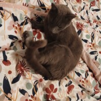 visites de chats à domicile sur Soisy-sous-Montmorency, Eaubonne, Enghien-les-Bains 215 2532453795